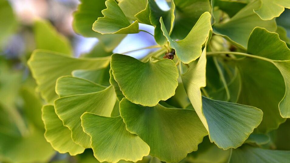 Ginkgo Biloba în Insunol